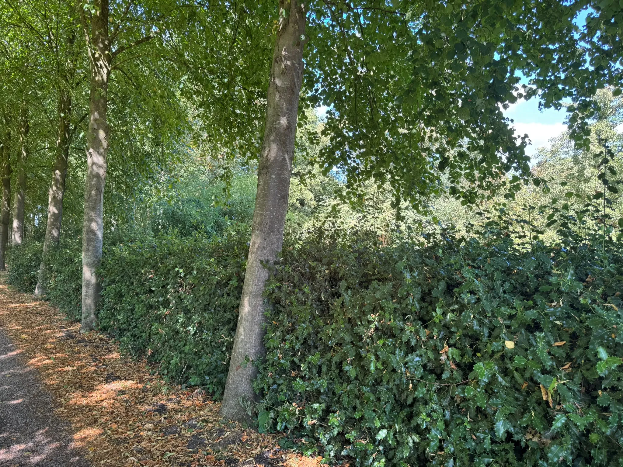 Pruning